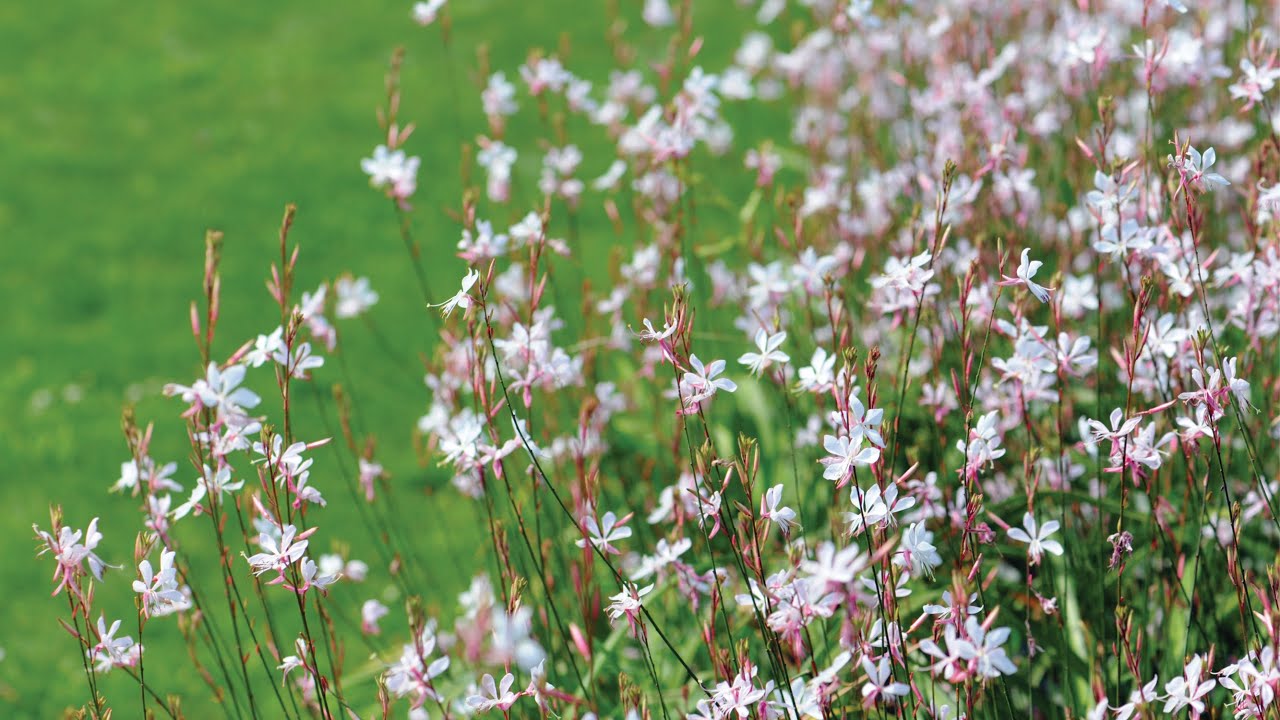 la Gaura