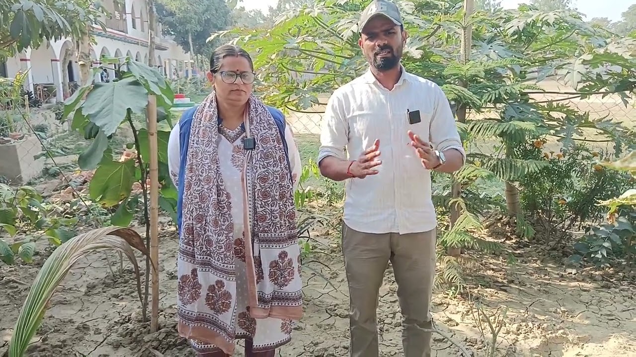 रेड बेबी पपीता 4 महीना में पौधा मे भर भर केआय फल डिग्री कॉलेज के प्रिंसिपल ने दी जानकारी