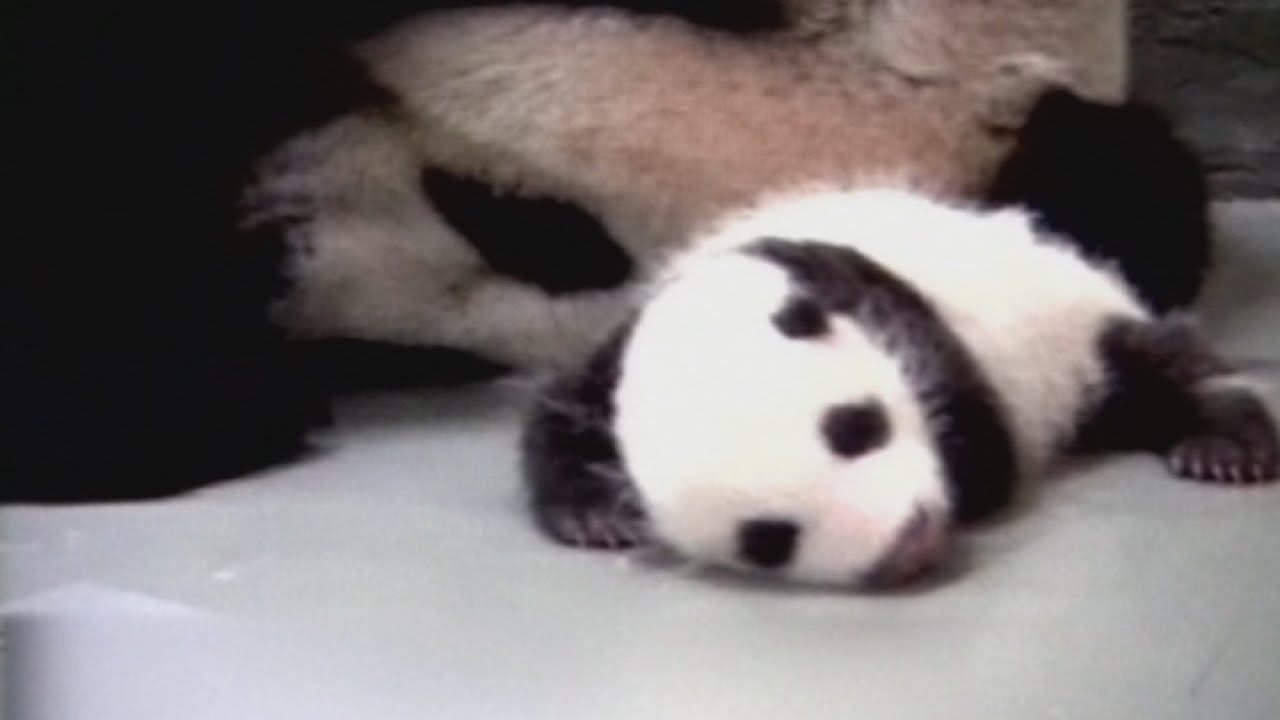 Is this the cutest baby panda ever? One-month-old Yuanzai is ready to open her eyes
