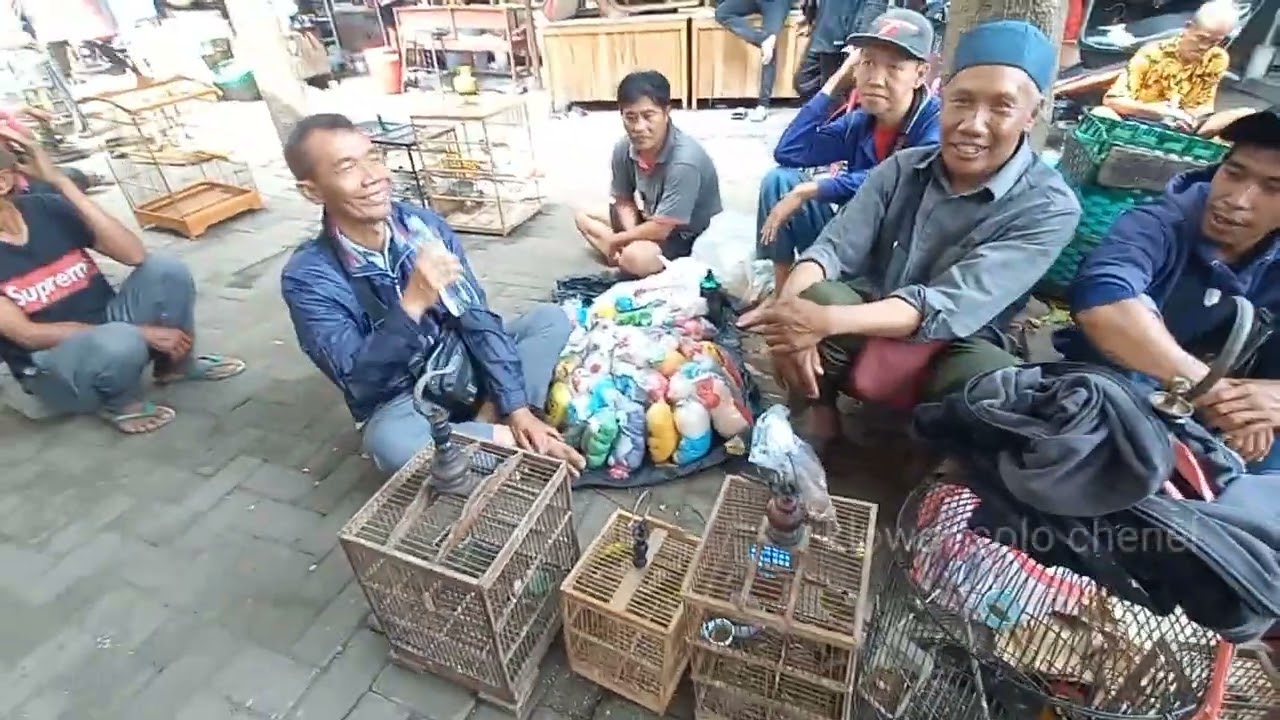 Burung Mewah Harga Murah! Cuma 10 Ribu di Pasar Burung Tradisional Jawa!