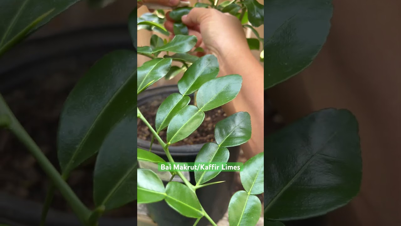 Makrut/Kaffir Lime Plant #khmercuisine #khmer #cooking