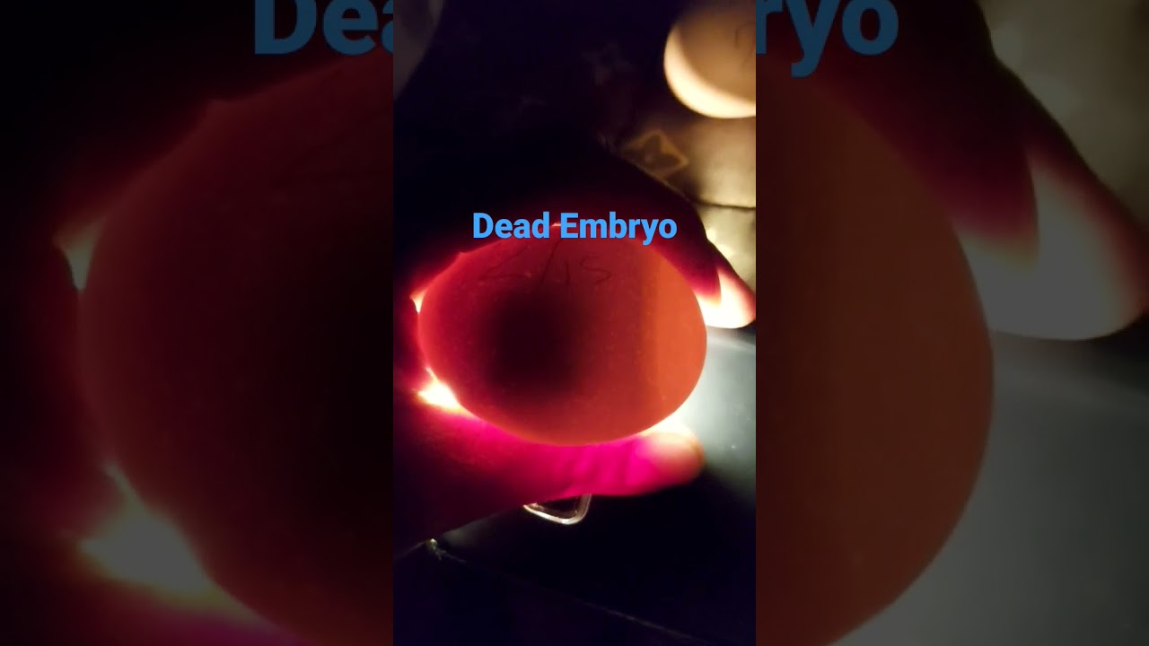 embryo that has died 14days after incubation#backyardfarming #eggcandling #shorts #ytshorts #viral