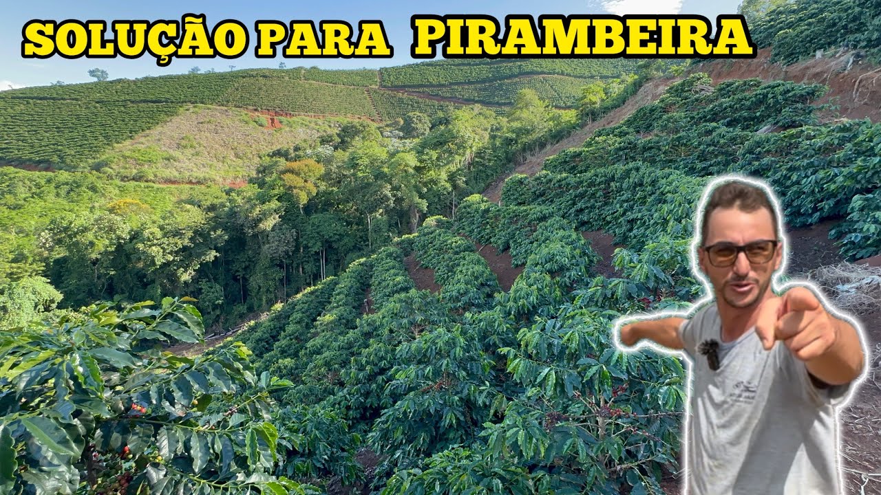 SOLU&Ccedil;&Atilde;O PARA QUEM VAI PLANTAR CAF&Eacute; EM PIRAMBEIRA
