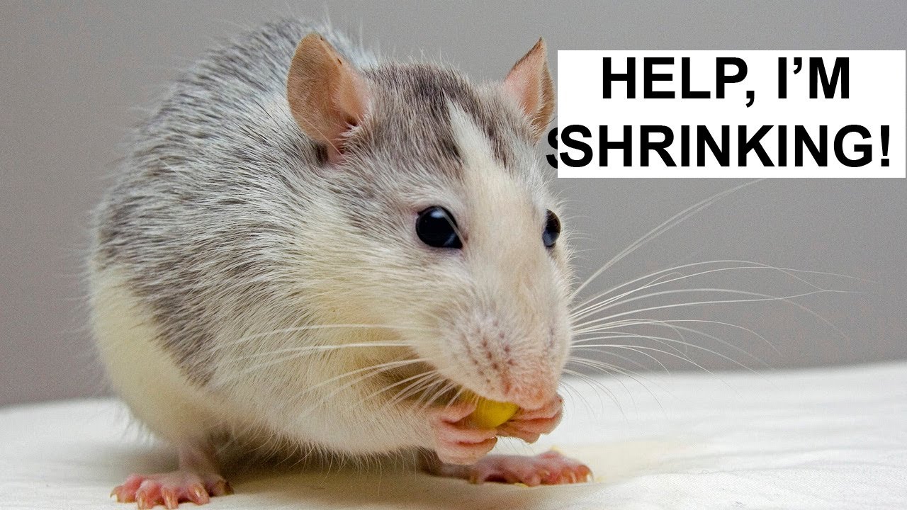 Rodent Shrinkflation: What is Happening to Feeder Rat Sizes?!?