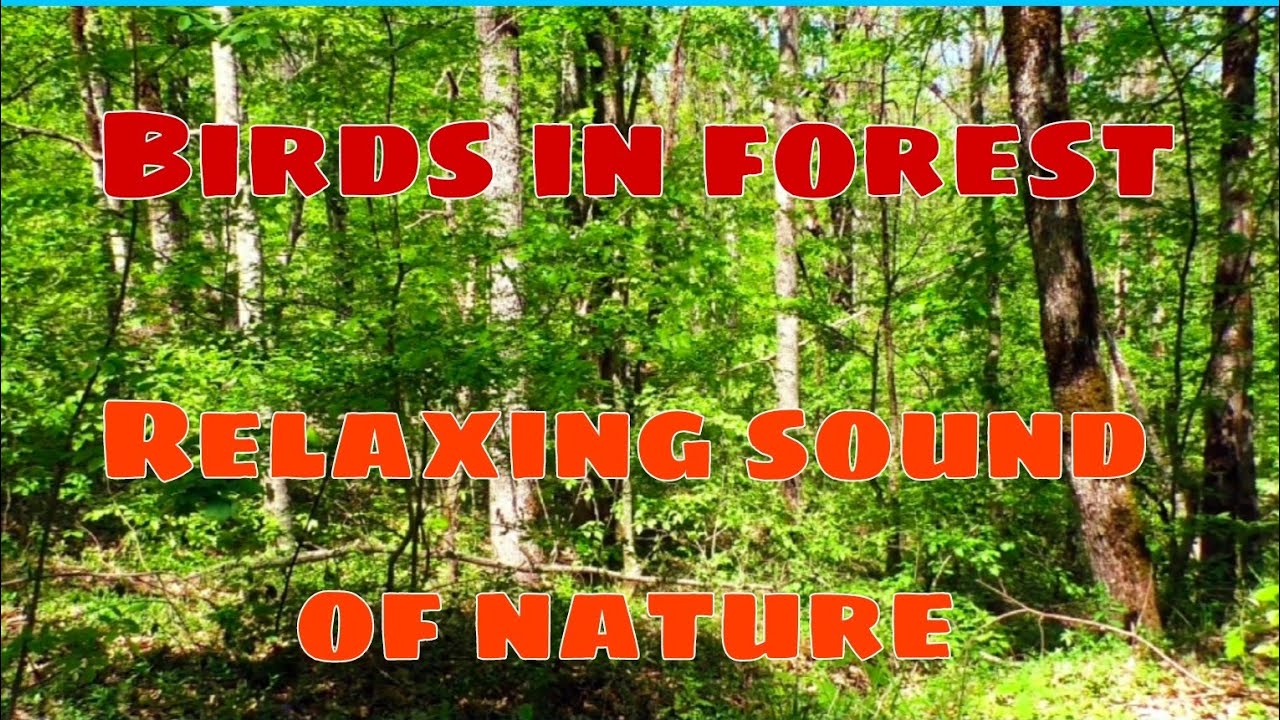 Birds In Forest || Relaxing Sound of Nature @BhellMixVlog