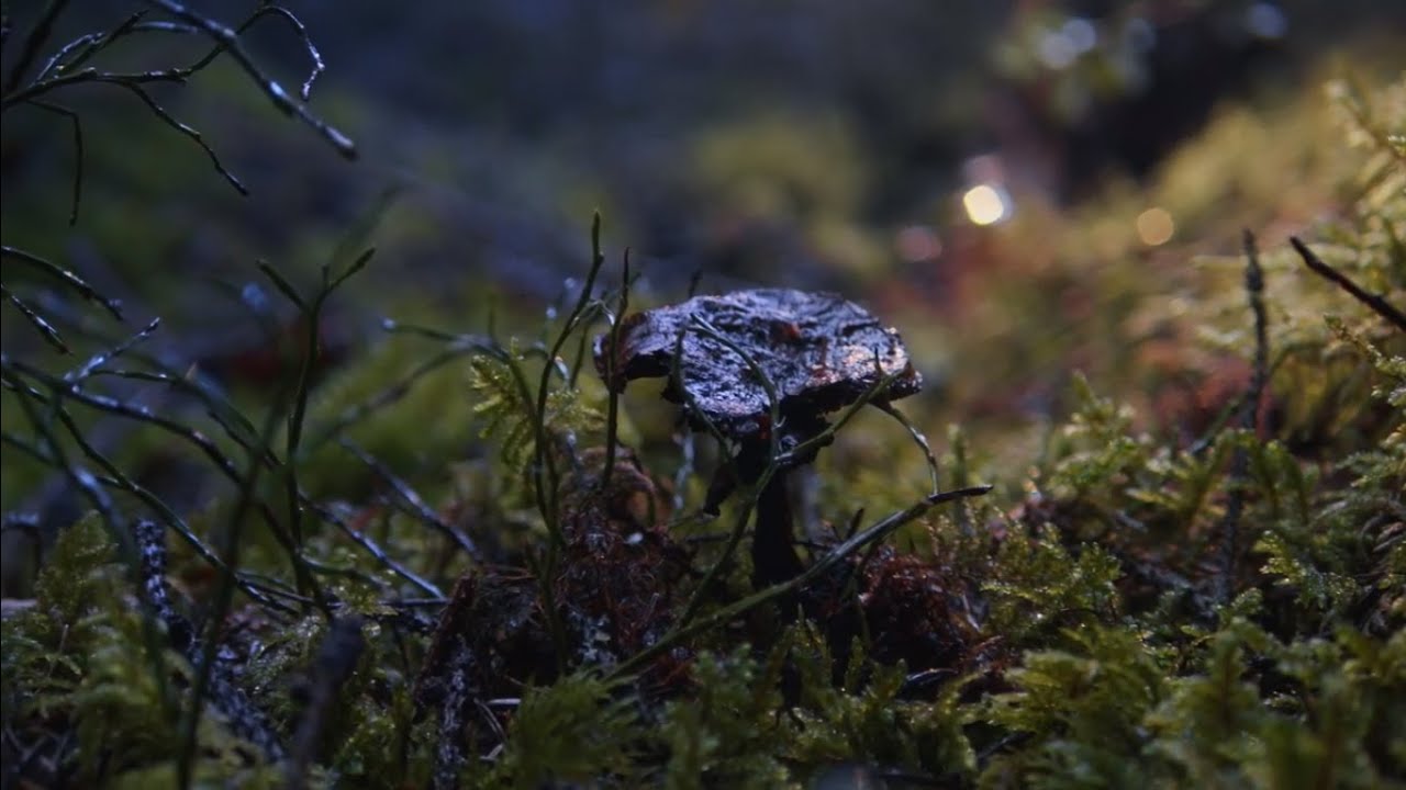 Toivo näyttää tältä - UPM:n metsälupaus