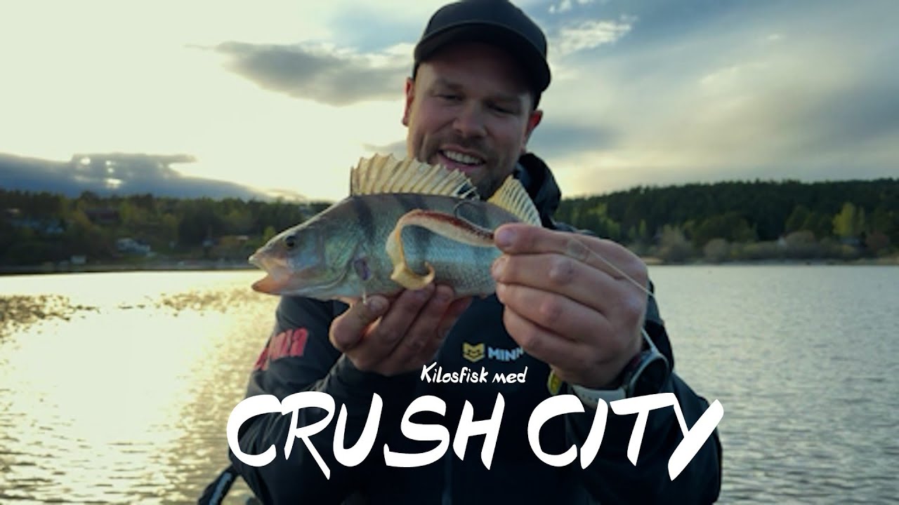 Abborfiske med nyheter fra Rapala Crush City // The Curl leverer over all forventning!