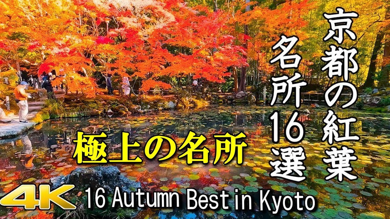 【4K 京都紅葉16選🍁】紅葉本番の京都を紹介