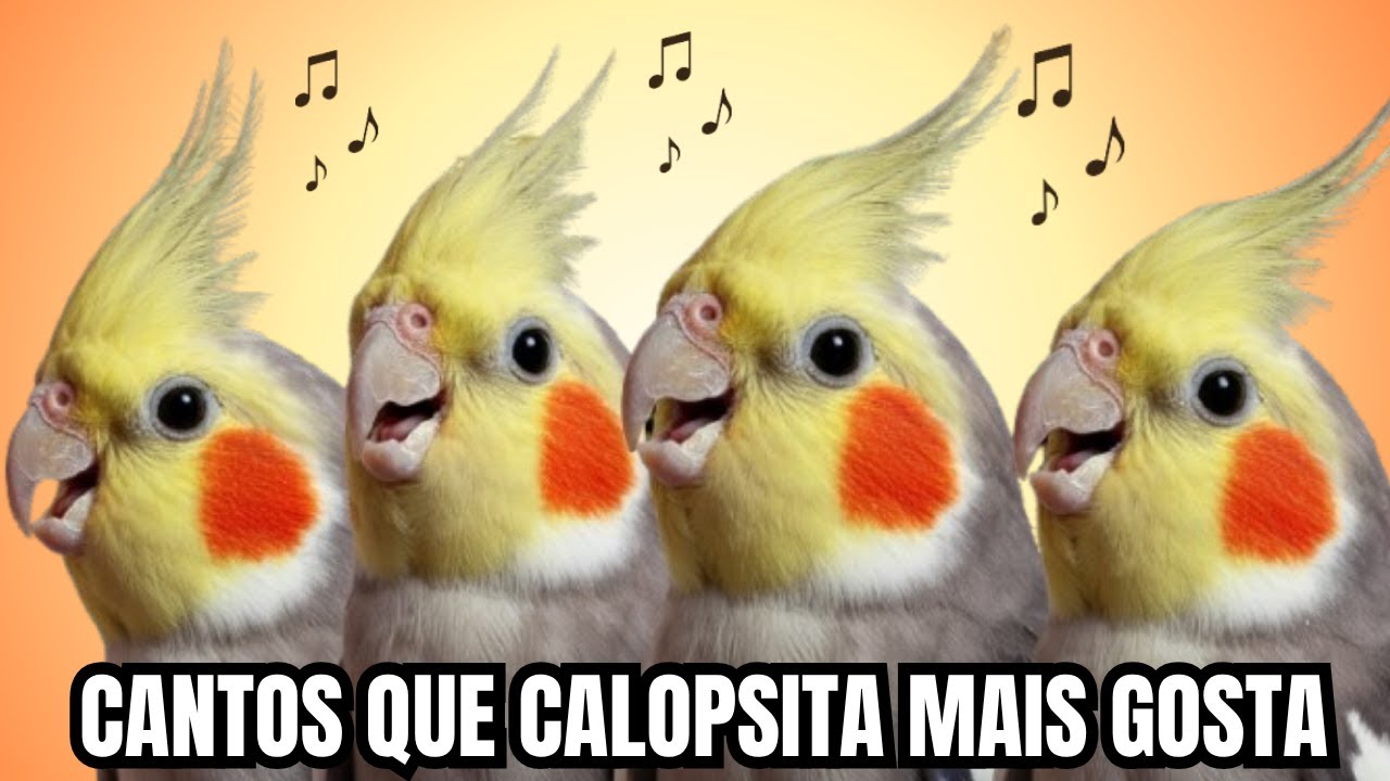 10 Cantos que Fazem Qualquer Calopsita Cantar na Hora! Várias Calopsitas Cantando