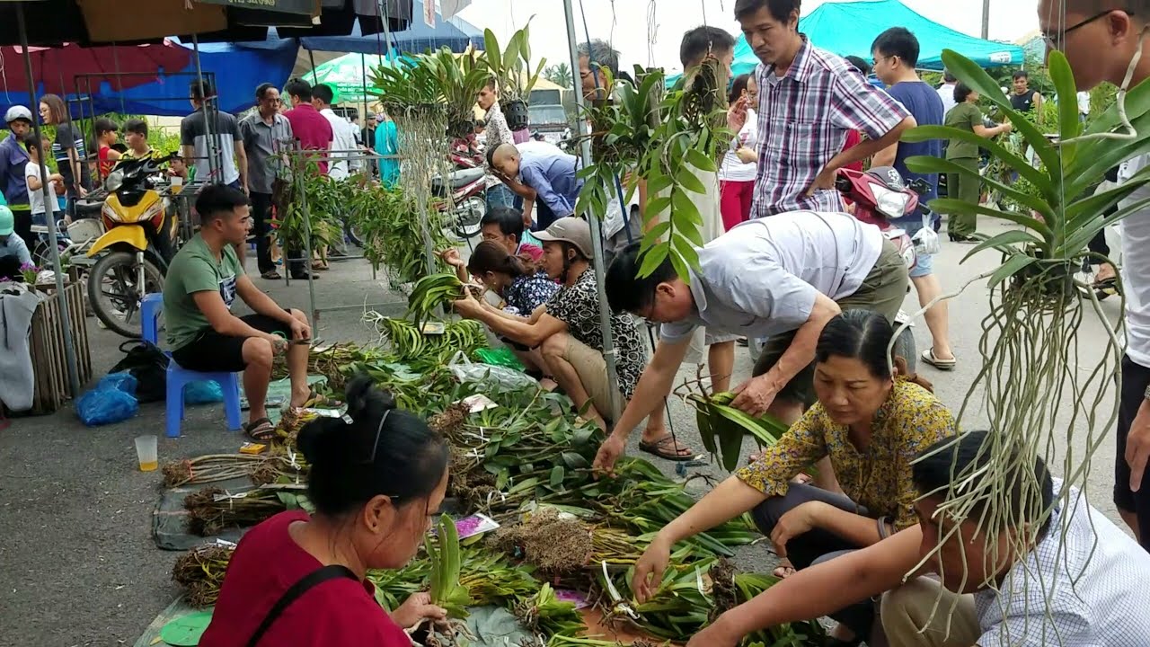 SH.1693.Mua bán hoa Lan các loại ở chợ Sơn Tây là như thế đấy, không tìm thấy người Sơn la bán ở đâu
