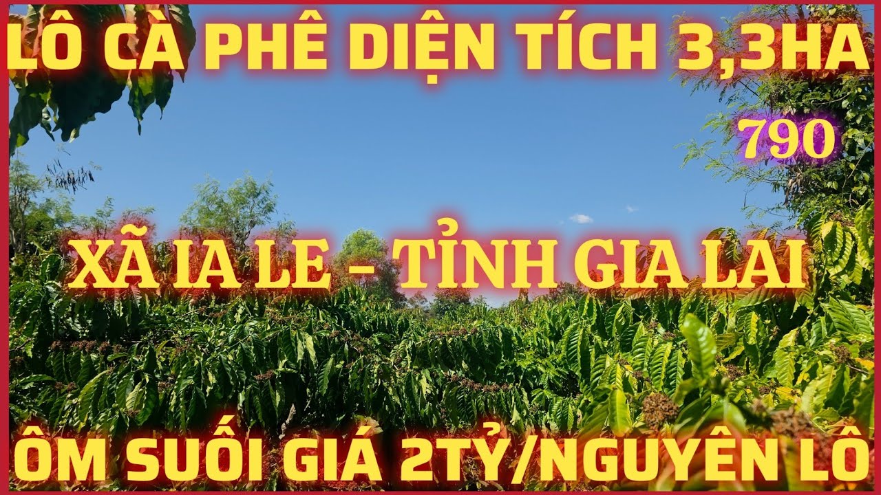 LÔ ĐẤT  DT 3,3HA CÓ 500 CÂY CÀ PHÊ KINH DOANH CÓ 1HỒ TƯỚI CÓ 1GIẾNG KHOAN ÔM SUỐI GIÁ 2TỶ/NGUYÊN LÔ