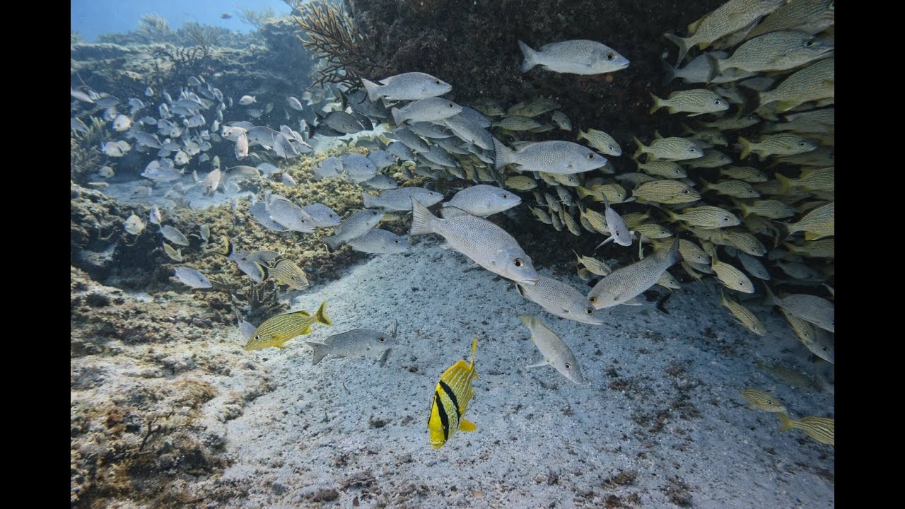 Cozumel Scuba 2026 Extended