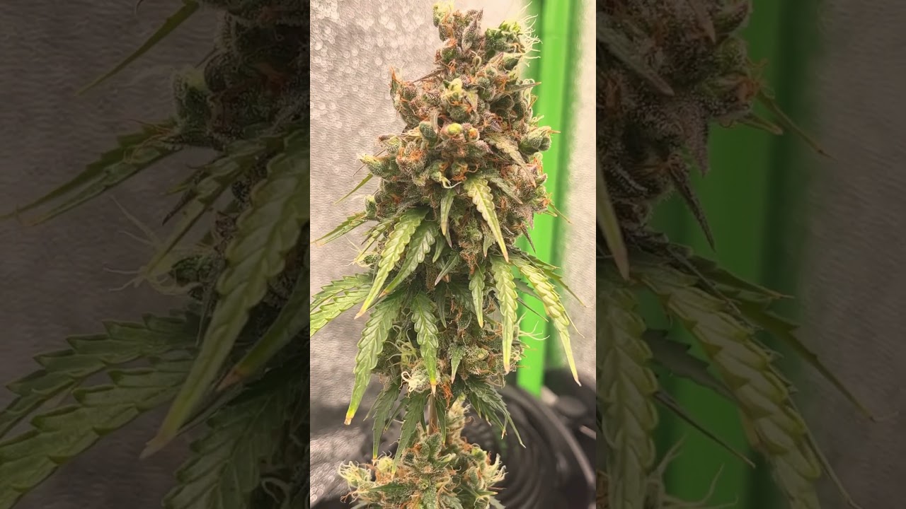 LOWRYDER INDICA FROM ROYAL QUEEN SEEDS | ALMOST HARVEST TIME 🔥 #420 #growerscommunity #420everyday