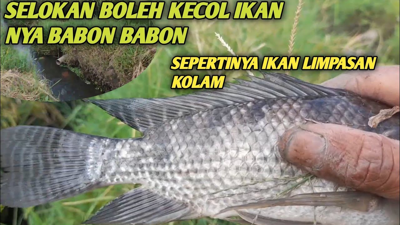 Mustahil adanya ntah ikan dari mana tiba tiba banyak sambaran ikan di selokan ini 