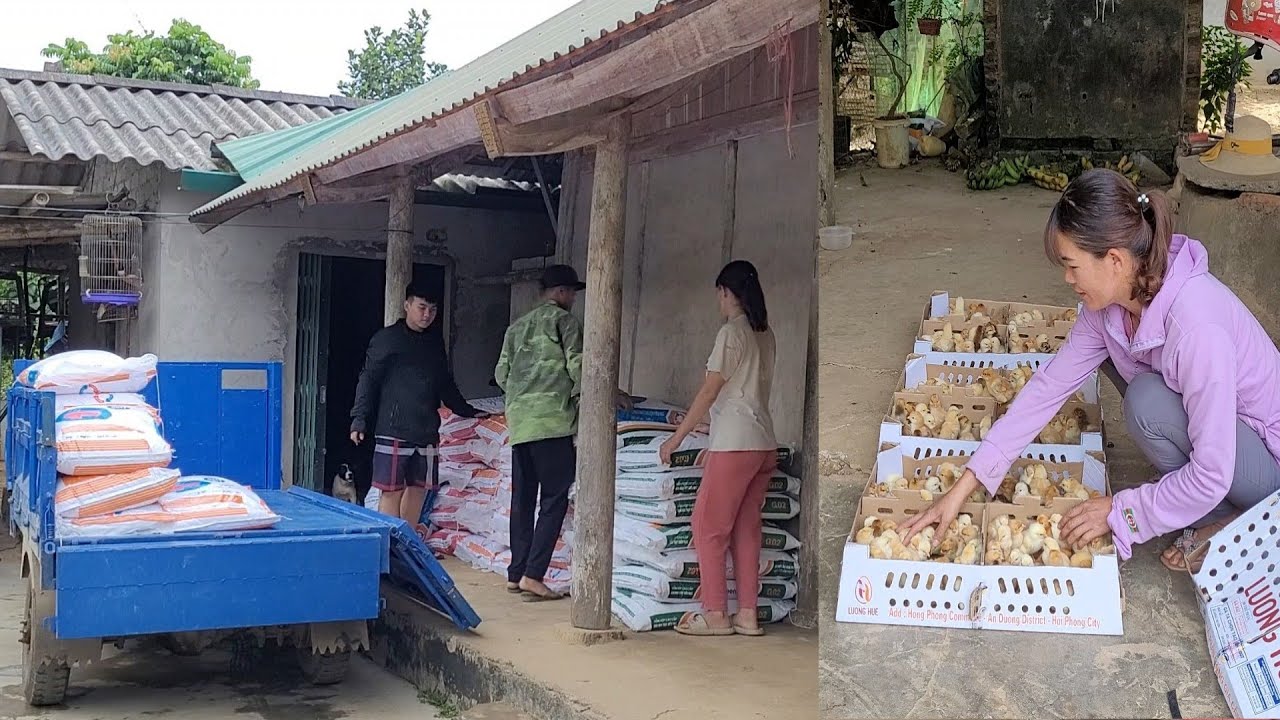 Venture from raising pigs and chickens.  Hope for a good result.  (Episode 97).
