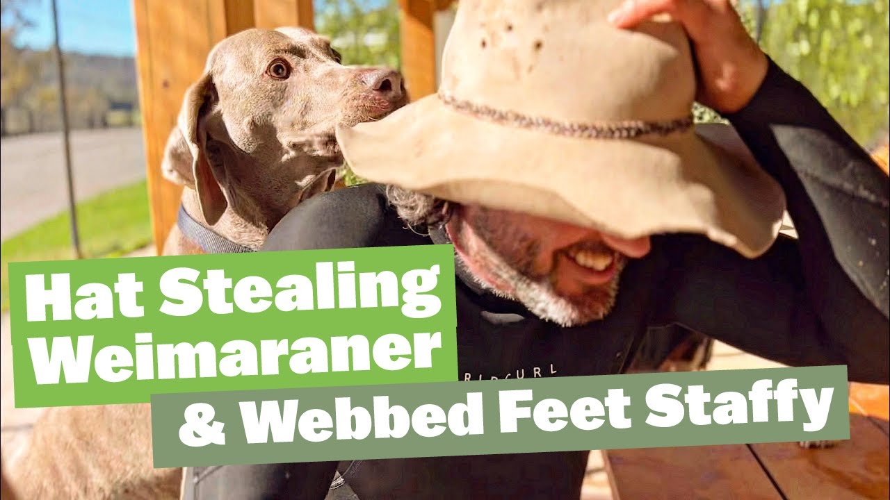 Hat Stealing Weimaraner and Webbed Feet Staffy