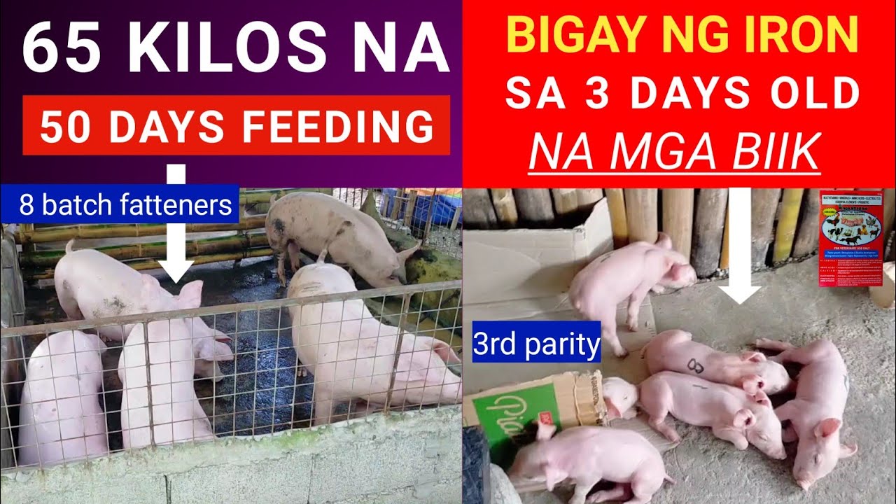 65 KILOS NA 50 DAYS FEEDING / BIGAY IRON SA 3 DAYS OLD NA BIIK / Dodong Villaran