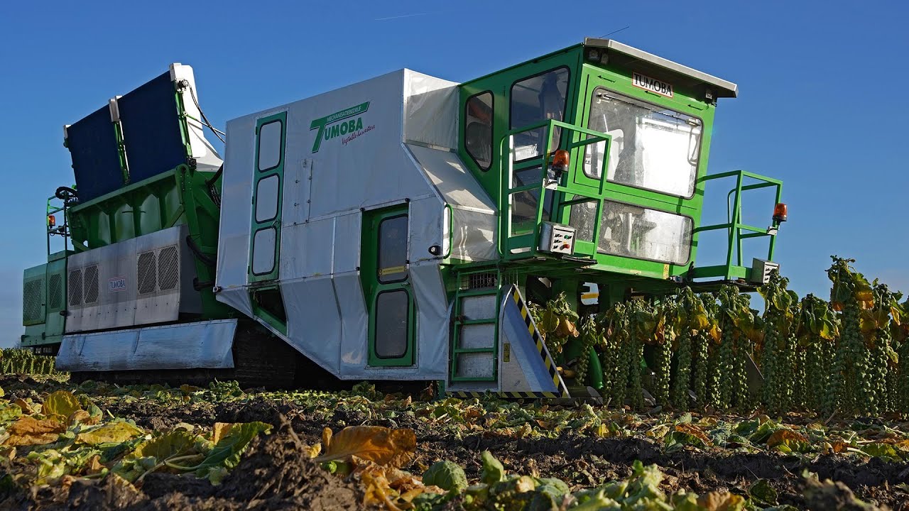 Amazing robotic brussels sprout harvester! | World premiere | Tumoba | Brussels sprout harvest