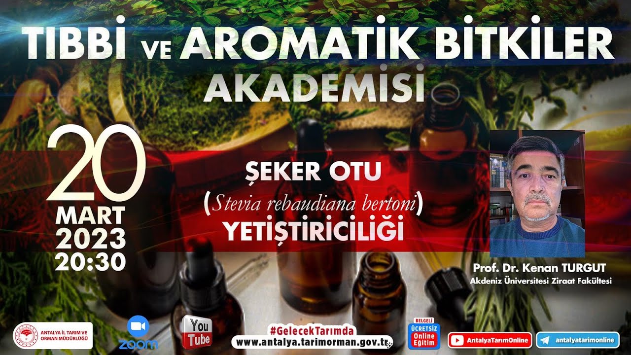 Tıbbi ve Aromatik Bitkiler Akademisi-18 Şeker Otu (Stevia rebaudiana bertoni) Yetiştiriciliği