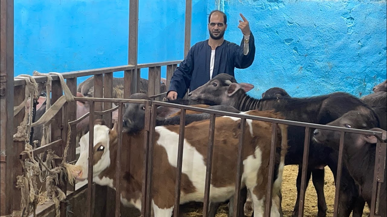 ‏الإيطالي والسمنتال ال بيور الحر وصل اسمع مقال المعلم حمادة أبو الحاج للتواصل 01091804998￼