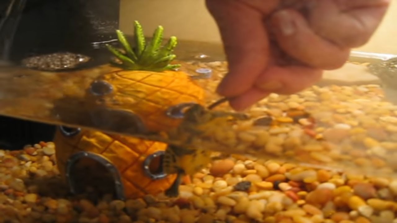 Hand Feeding Baby Turtles Caught On Tape - Baby Turtles Swimming In Tank