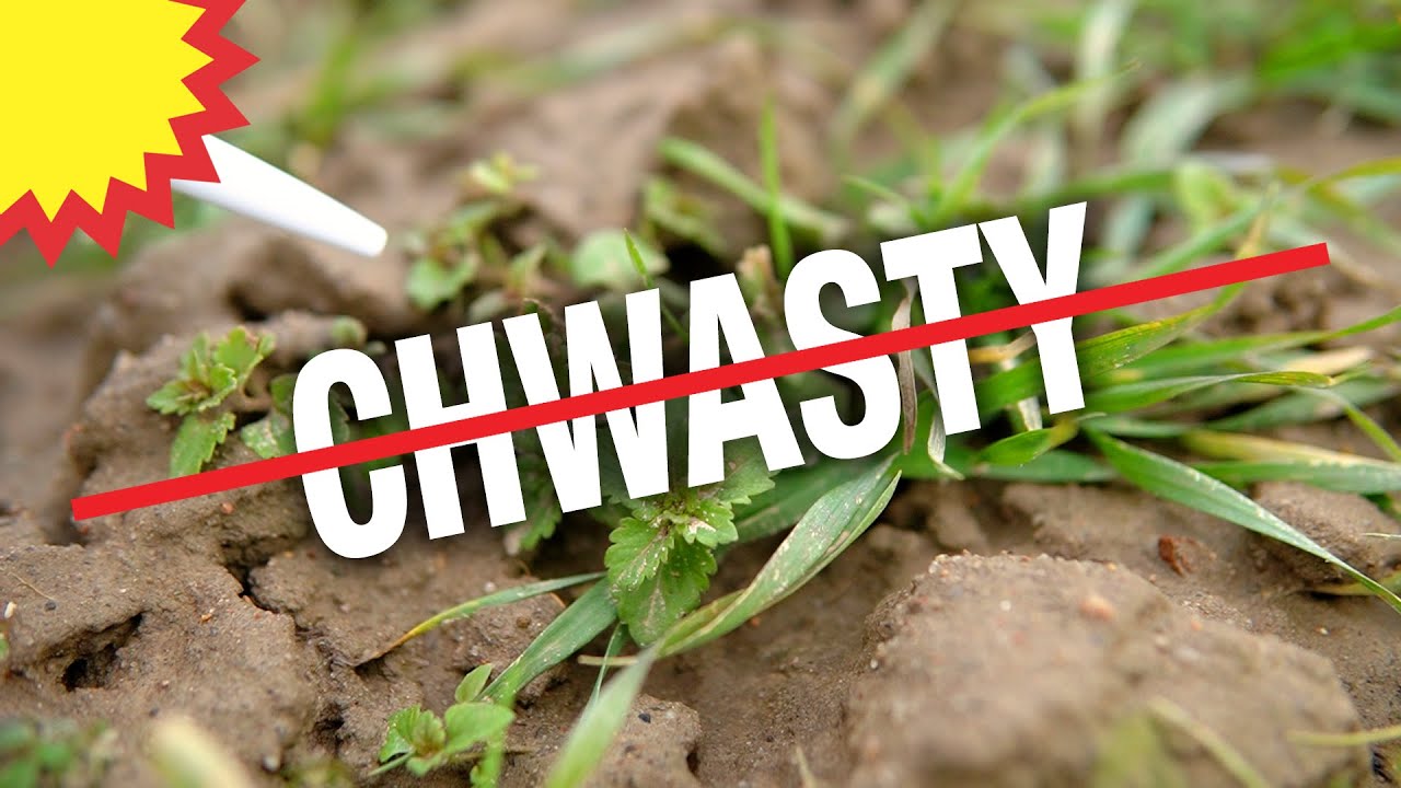 Wiosenne odchwaszczanie zbóż ozimych. Uciążliwe chwasty.