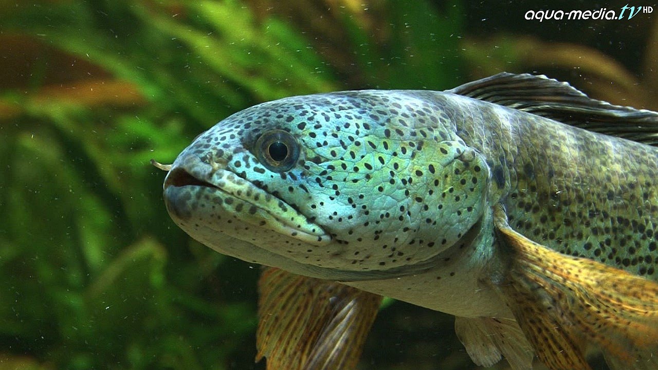 DAS BIOTOP-AQUARIUM (Workshop)