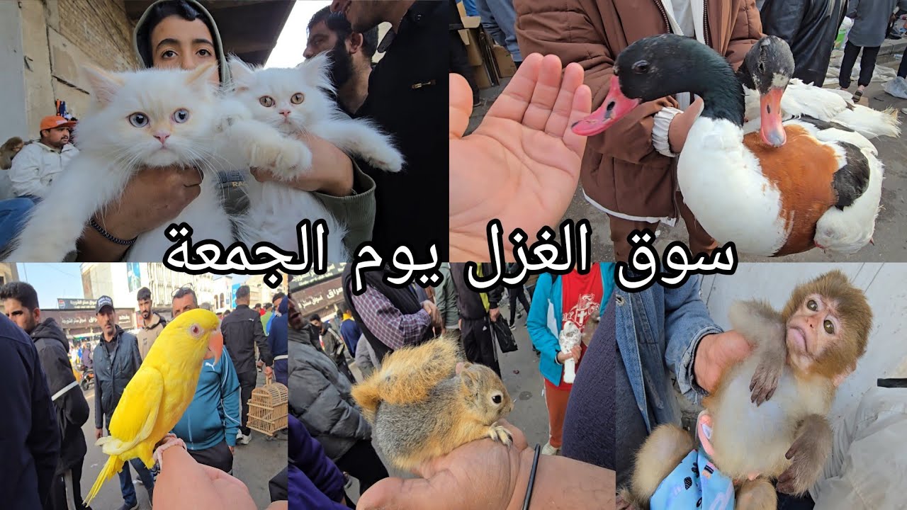 سوق الغزل يوم الجمعة انواع الحيوانات والطيور مع اسعارهن 2026/3/20 