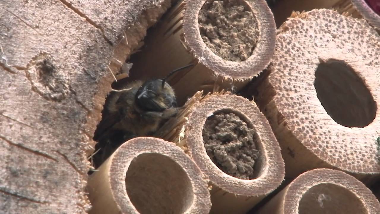 Leaf Cutter Bees