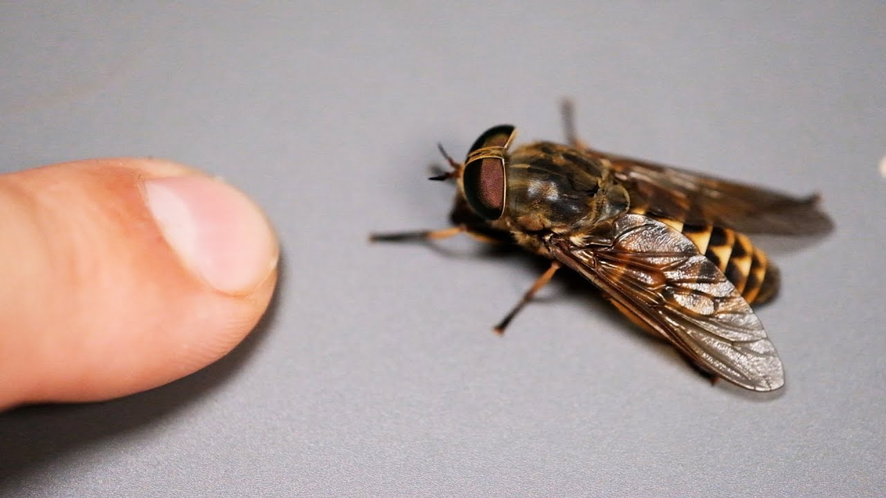 BĄK - KRWIOPIJNA 