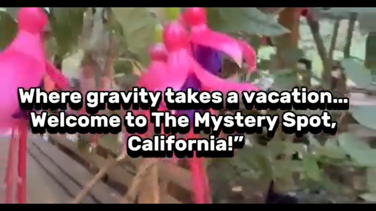 Where gravity takes a vacation&hellip; Welcome to The Mystery Spot, California! #MysterySpot