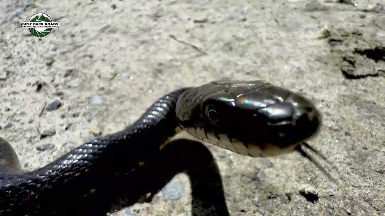 A Gentle Nudge Off the Road #ratsnake #snake #vermont