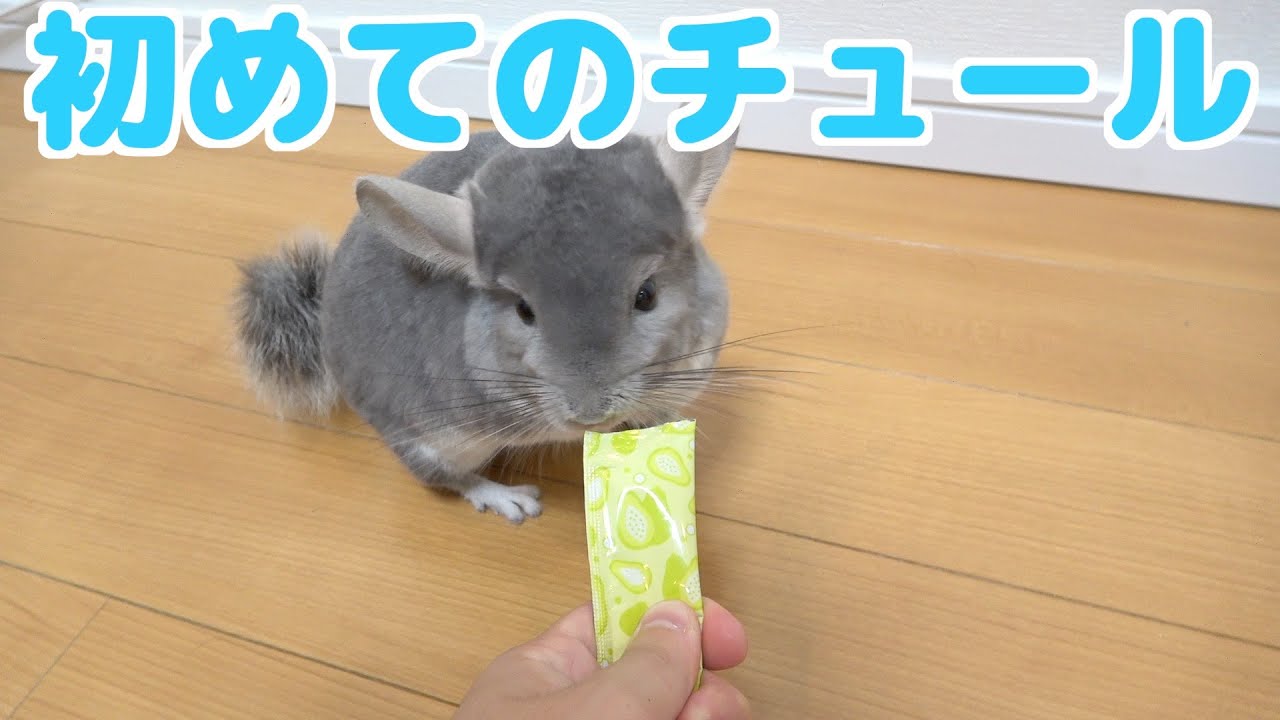 チンチラに初めてのチュールあげたら意外な反応