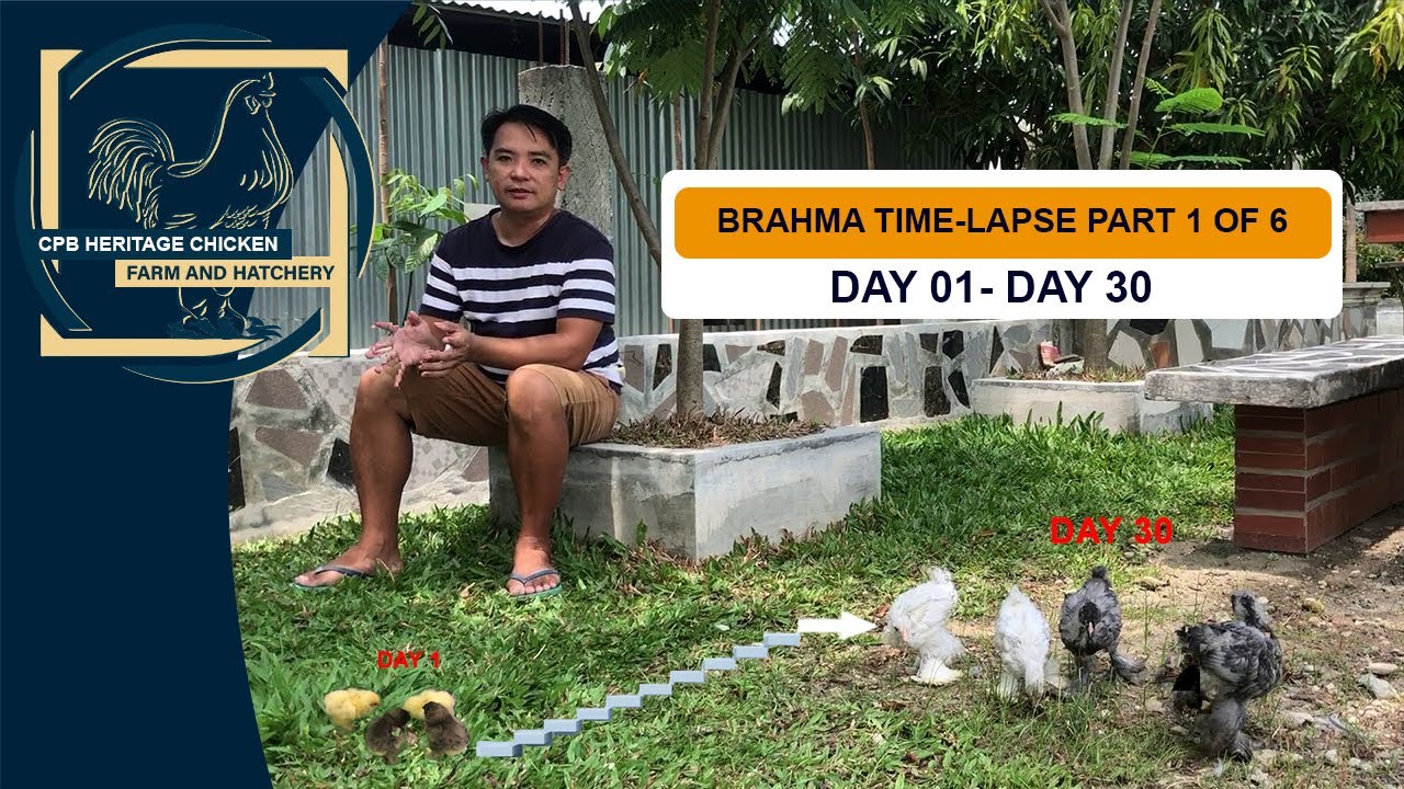 BRAHMA TIME-LAPSE (PART 1 of 6) | SEE YOUR CHICKENS GROW DAY BY DAY | DAY 01 - DAY 30