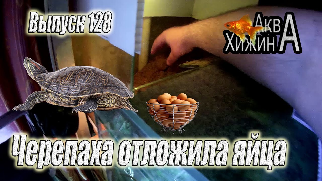 Красноухая черепаха отложила яйца (Аква Хижина, выпуск 128)
