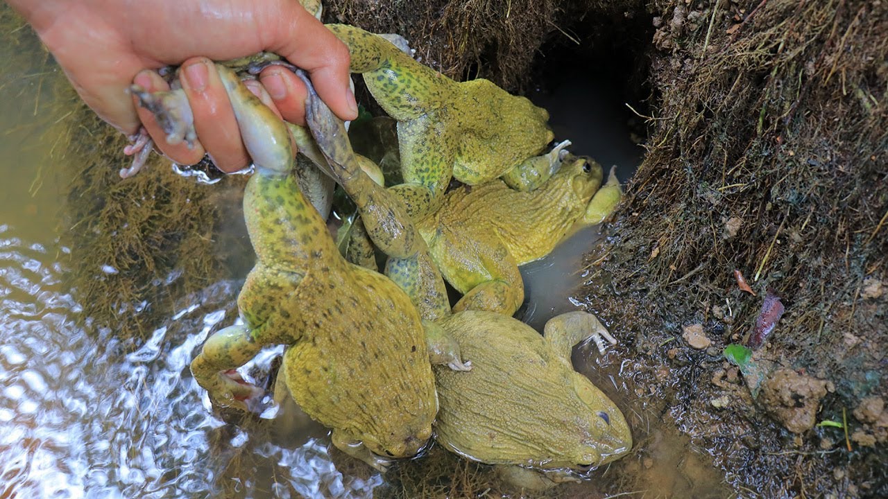 WOW! Catch n Cook Frog on the Rock in Forest