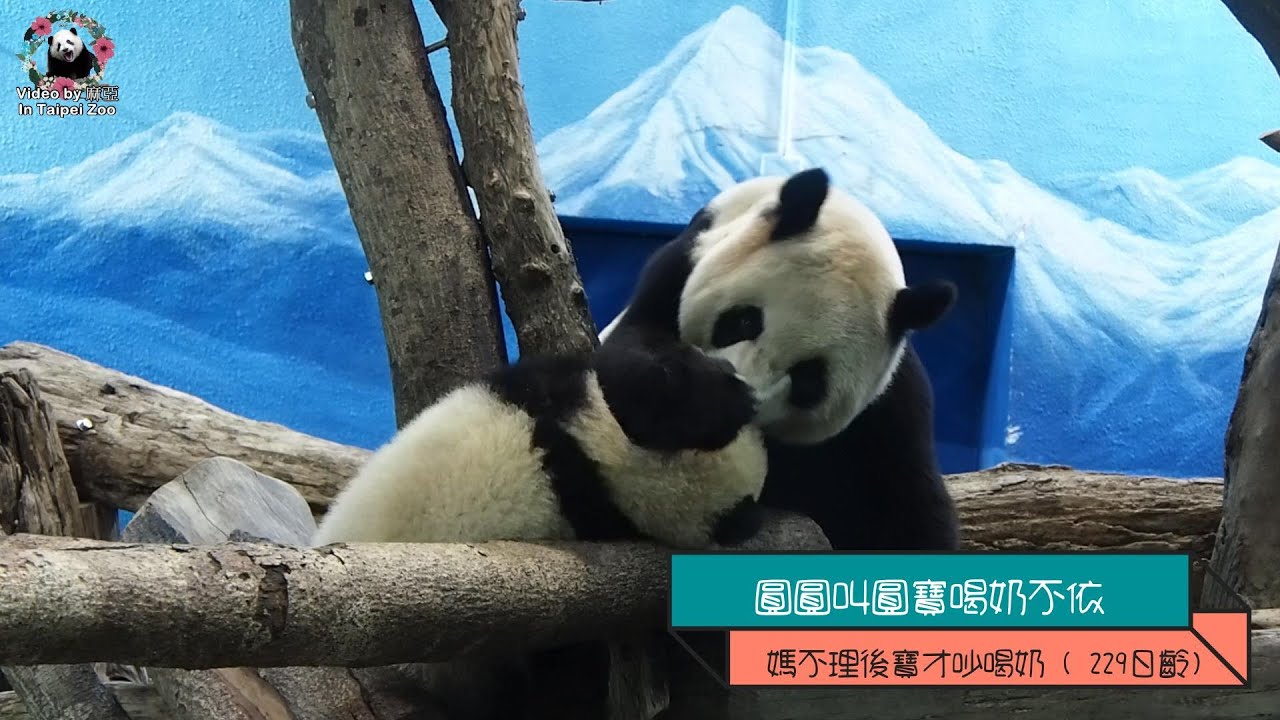 20210212 圓圓叫圓寶喝奶不依，媽不理後寶才吵喝奶 The Giant Panda Yuan Yuan and Yuan Bao