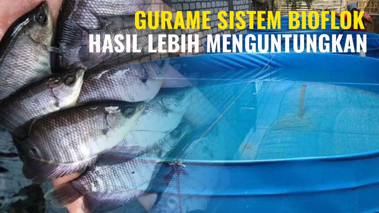 CARA BUDIDAYA IKAN GURAME SISTEM BIOFLOK - EFEKTIF MENGHASILKAN PANEN MELIMPAH