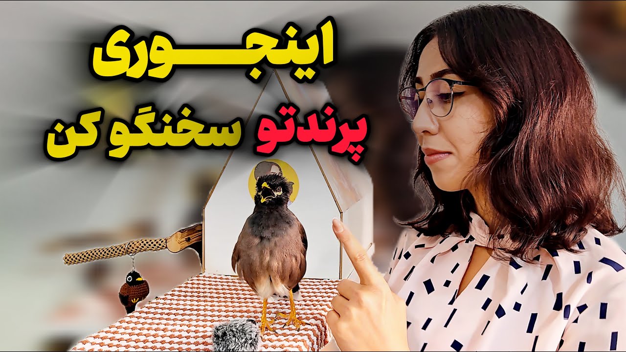 آموزش سخنگو کردن پرنده / با این ترفند پرندت بیشتر حرف میزنه و جوابتو میده❤️
