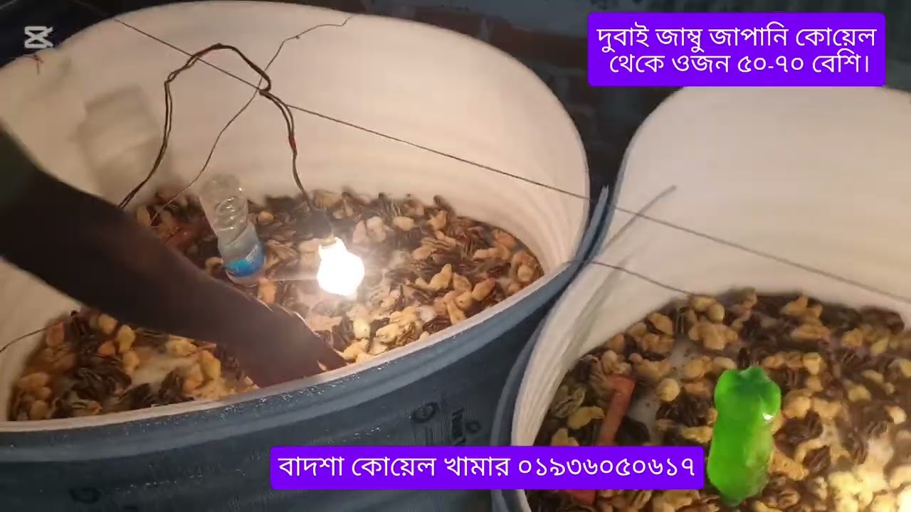 বাদশা কোয়েল খামার ০১৯৩৬০৫০৬১৭ জাম্বু কোয়েল জাপানি কোয়েল থেকে ওজন ৫০-৭০ বেশি।
