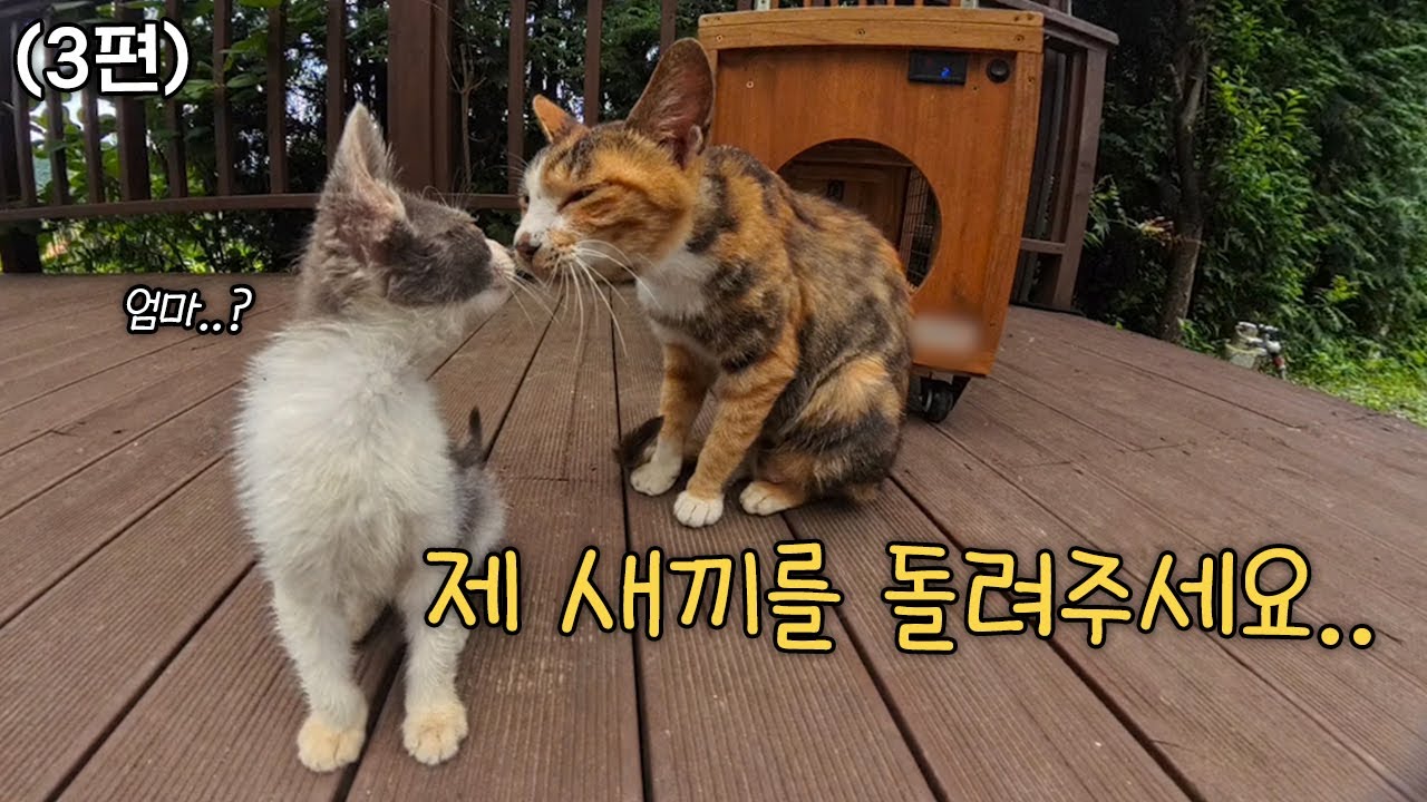 경계하던 고양이가 사람에게 말을 걸기 시작했다.(3편)  안녕, 장미야!