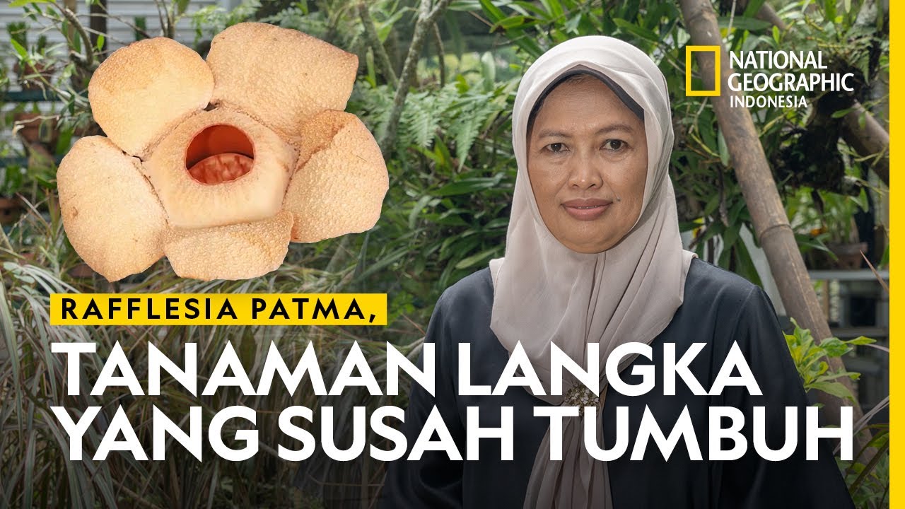 Karena Parasit Rafflesia Patma Sulit Untuk Dikembangkan