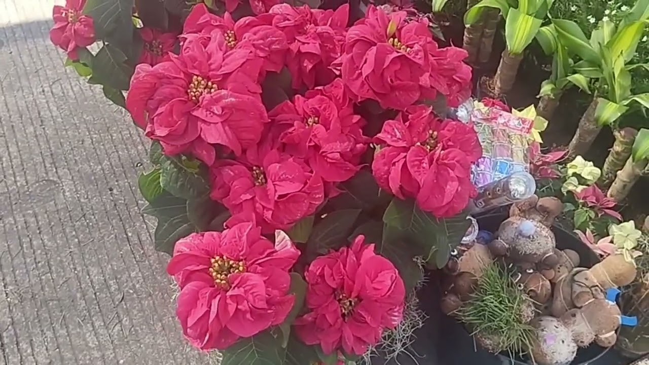 ASI SE VIVE LA NAVIDAD EN MI PUERTO JAROCHO 🎁🎄🎅🏽