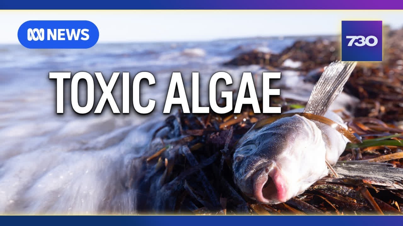 A harmful algal bloom is having a devastating impact on marine life | 7.30