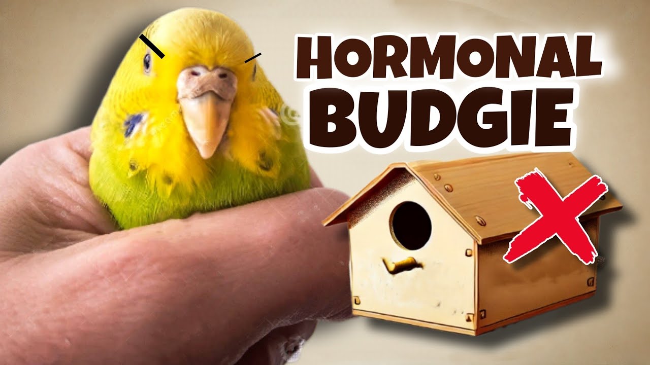 Почему самки волнистых попугайчиков ведут себя как безумные (и как им помочь) ❤️🪺