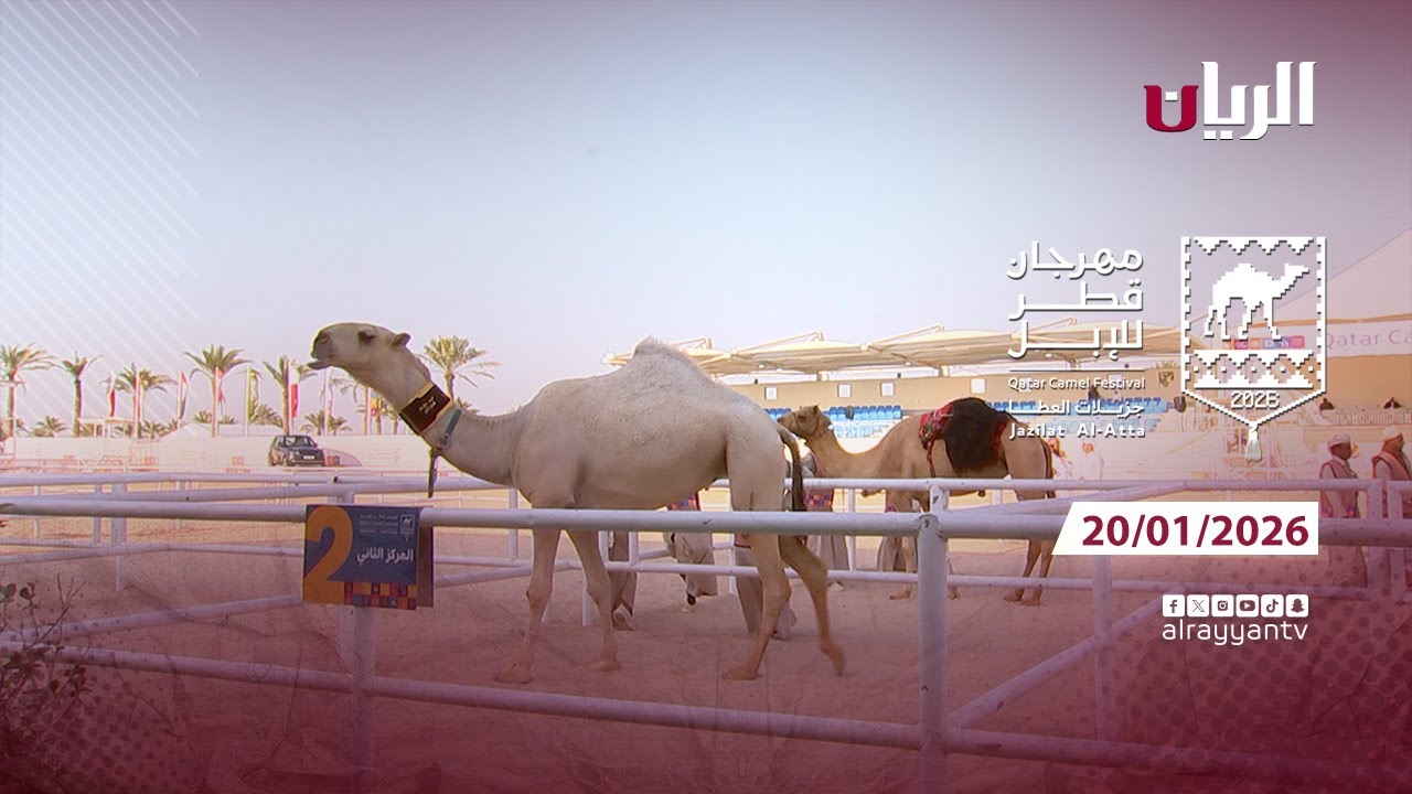 مهرجان قطر للإبل - جزيلات العطا - 20-01-2026
