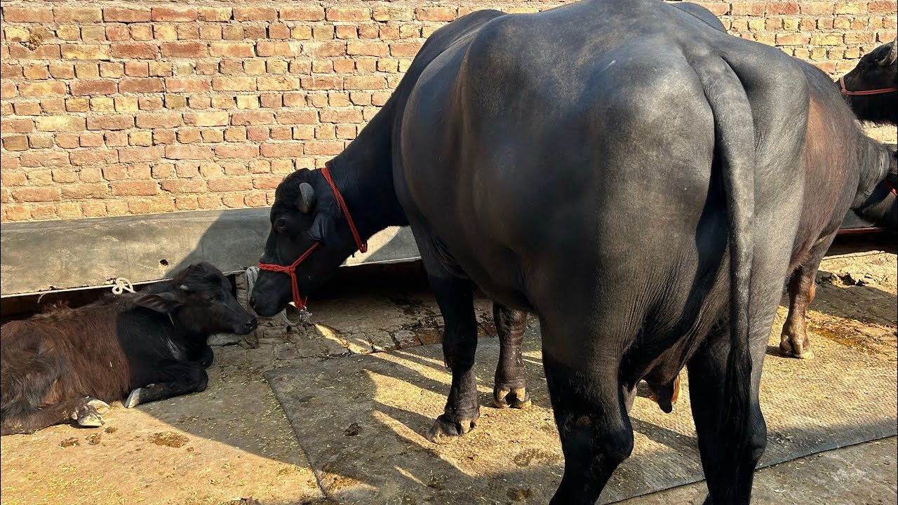 20 Murrha Buffalo and cow Hf , Sahiwal, and girr for sale 📲9549400588 Jaswant Swami dairy farm 