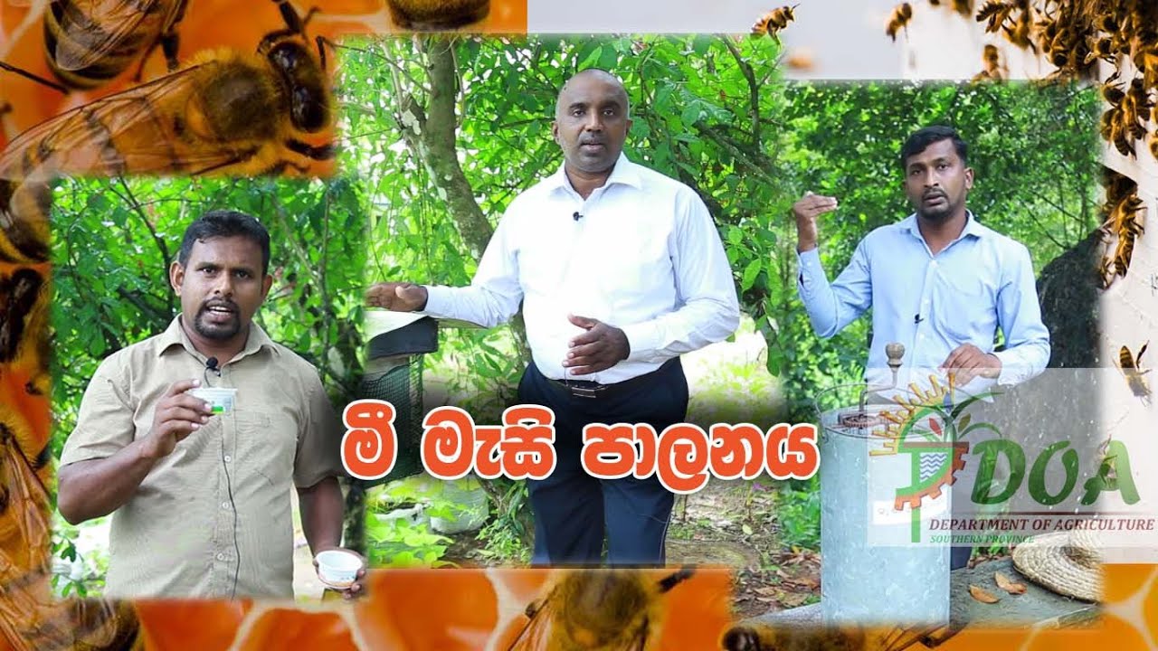 මී මැසි පාලනය