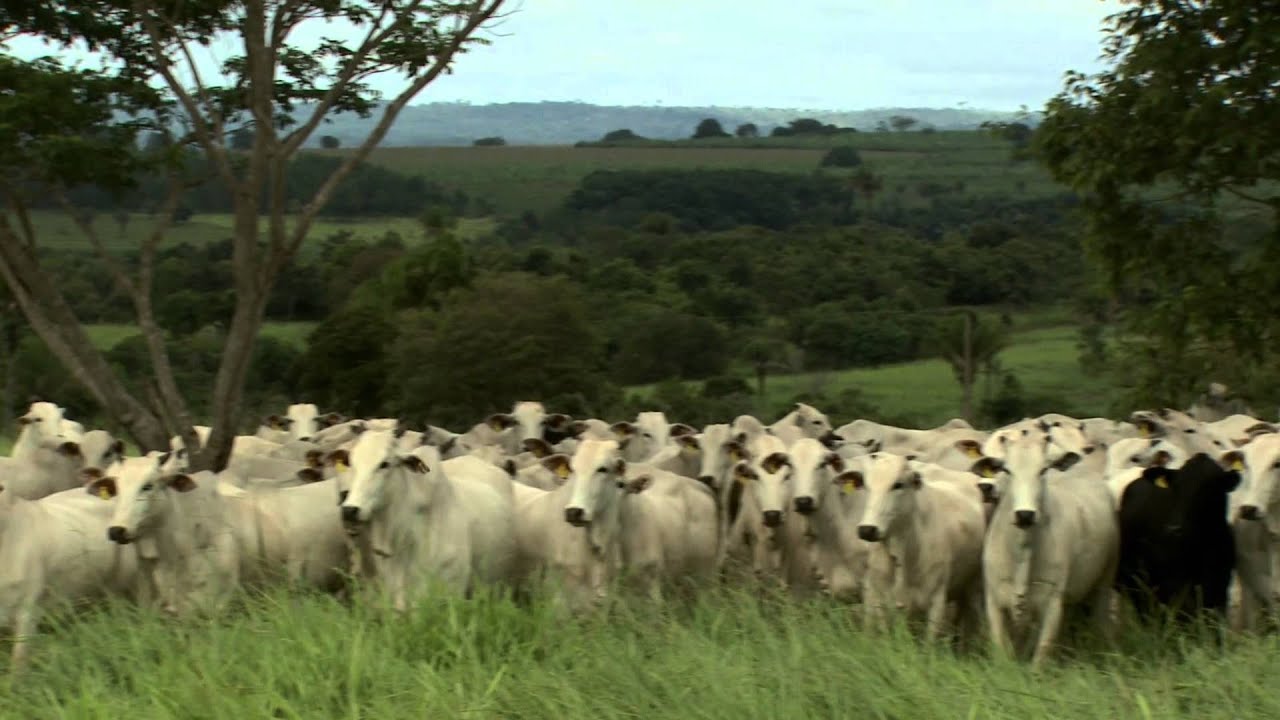 Extensive Benefits: how animal welfare is increasing Brazil's beef cattle productivity