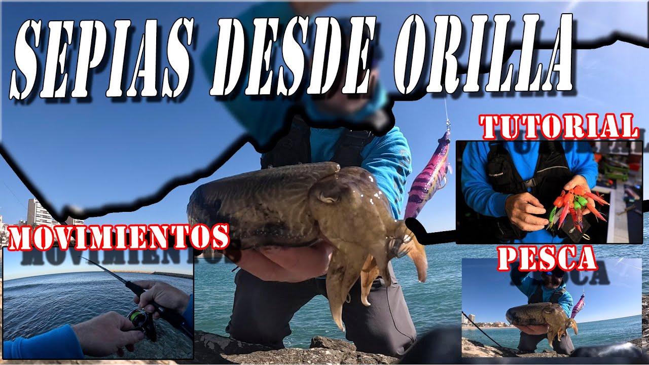 COMO PESCAR SEPIAS DE LA ORILLA EN PRIMAVERA EXPLICADO